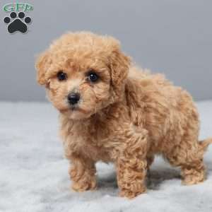 Sandy, Bich-Poo Puppy